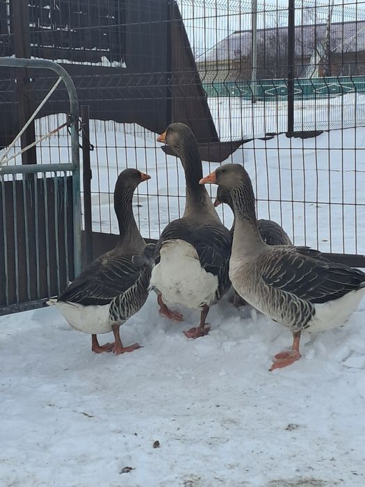 Гуси на развод . Қаздар тұқымға.