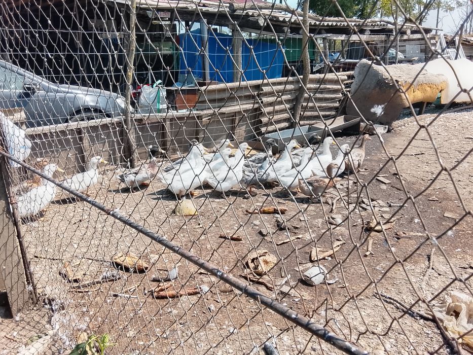 Rațe de carne și de oua