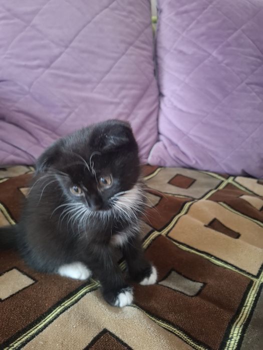 Кота в Добрые руки