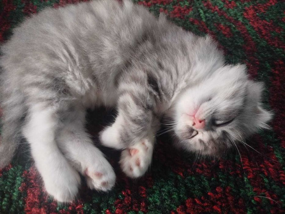 Шотландские вислоухие котята