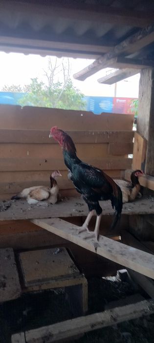 Продаётся дакан бойцовые петухи