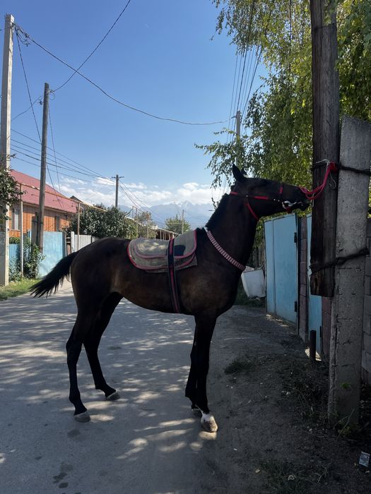 Продам.   Жеребца