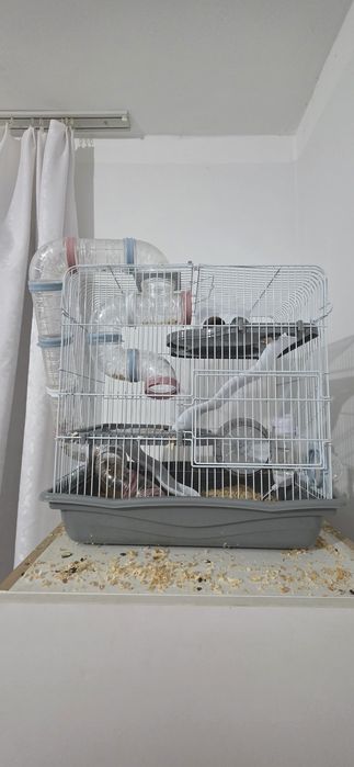 Срочно продам хомяков с клеткой вместе.