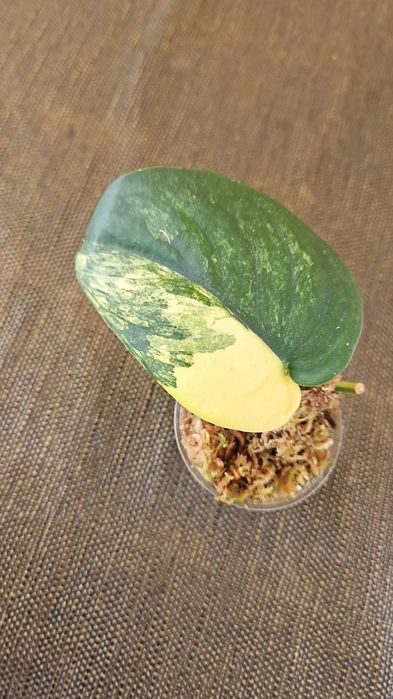 Raritate Scindapsus Jade Satin Aurea