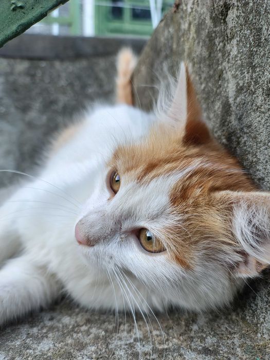 Подарявам дворни котенца