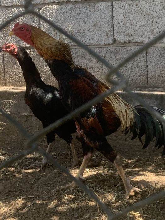 Шамо ата қораз сатылады