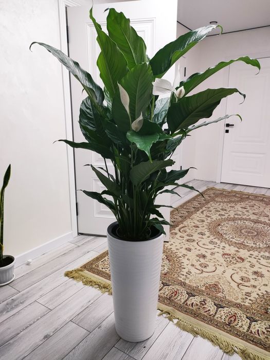 Цветы комнатные. Доставка