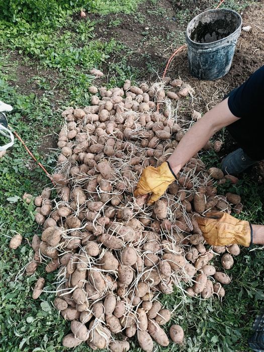 Продам семянной  картофель