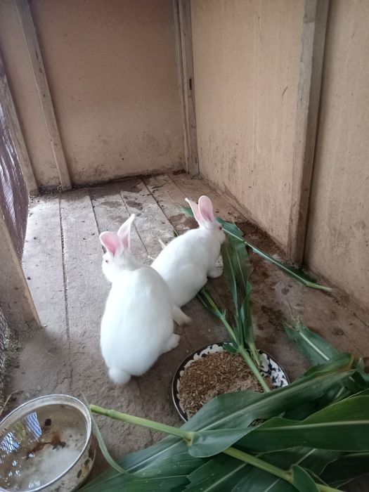 Quyonlar sotiladi srochniy