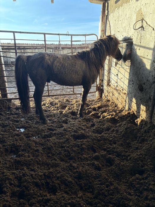 Айғырлар сатылады