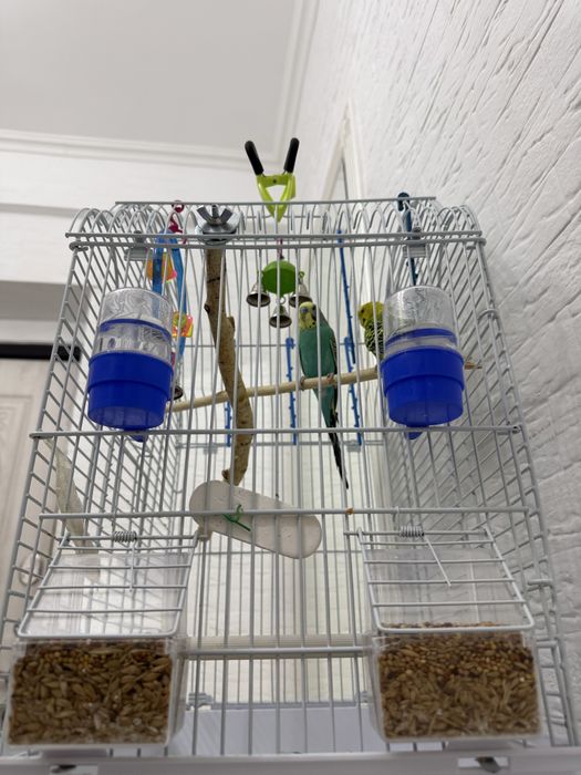 Волнистый попугай 30 тыс+клетка