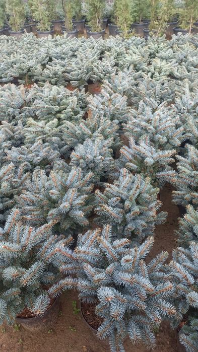 Елки сосна береза