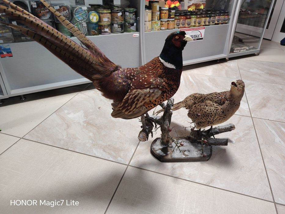 Препариран  трофей за декорация