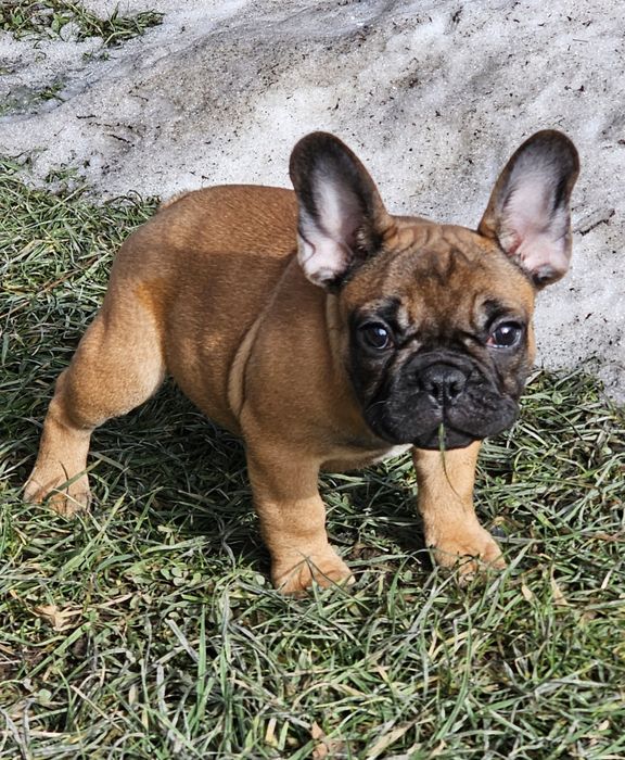 Щенки Французский бульдог