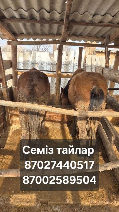 Семіз тайынша сатылады