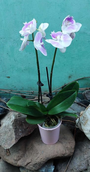Орхидеи в наличии свежие