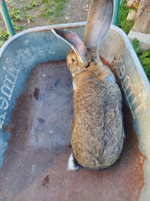 Vând iepuri de rasa urias german si fluture german