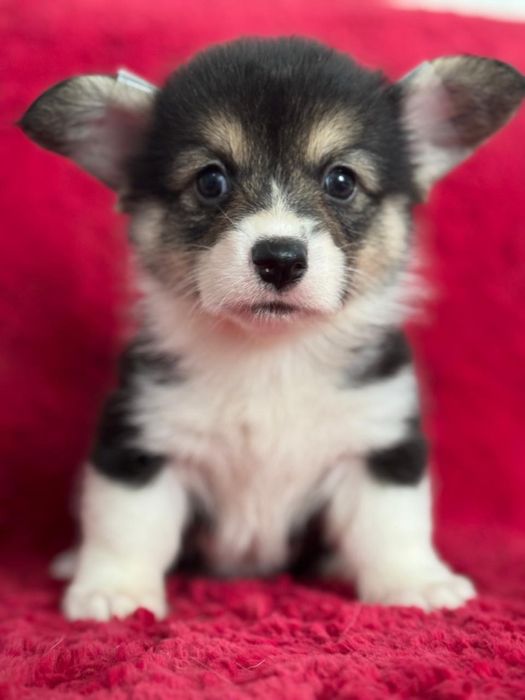 Чудесные щеночки вельш корги