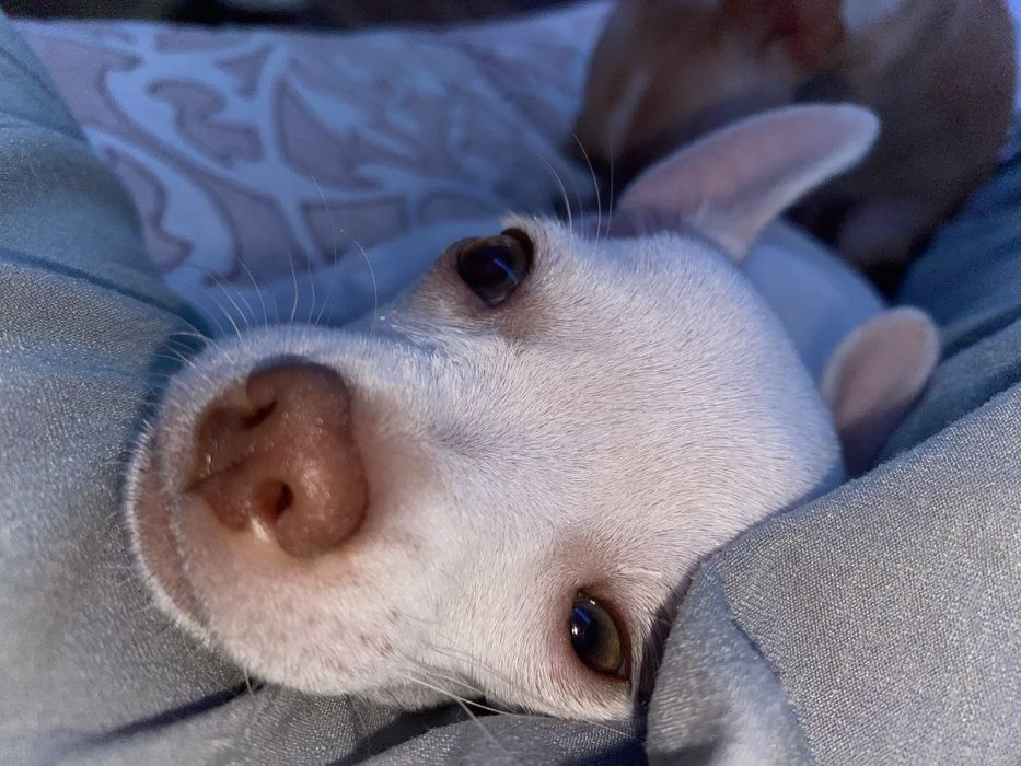 Чихуахуа мини кабель на оплодотворение