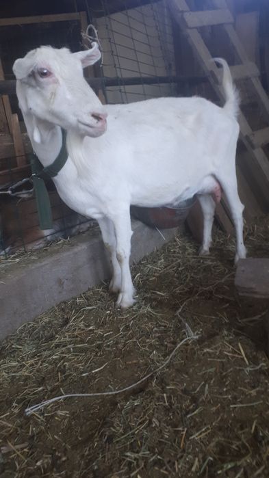 Коза зааненская. Покрытая.