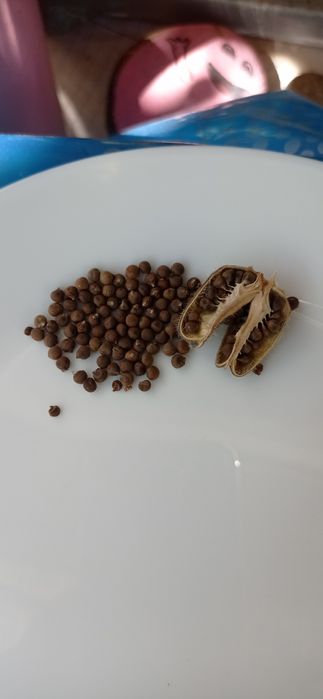 Хибискус с огромни 20-25 сантиметровицветове