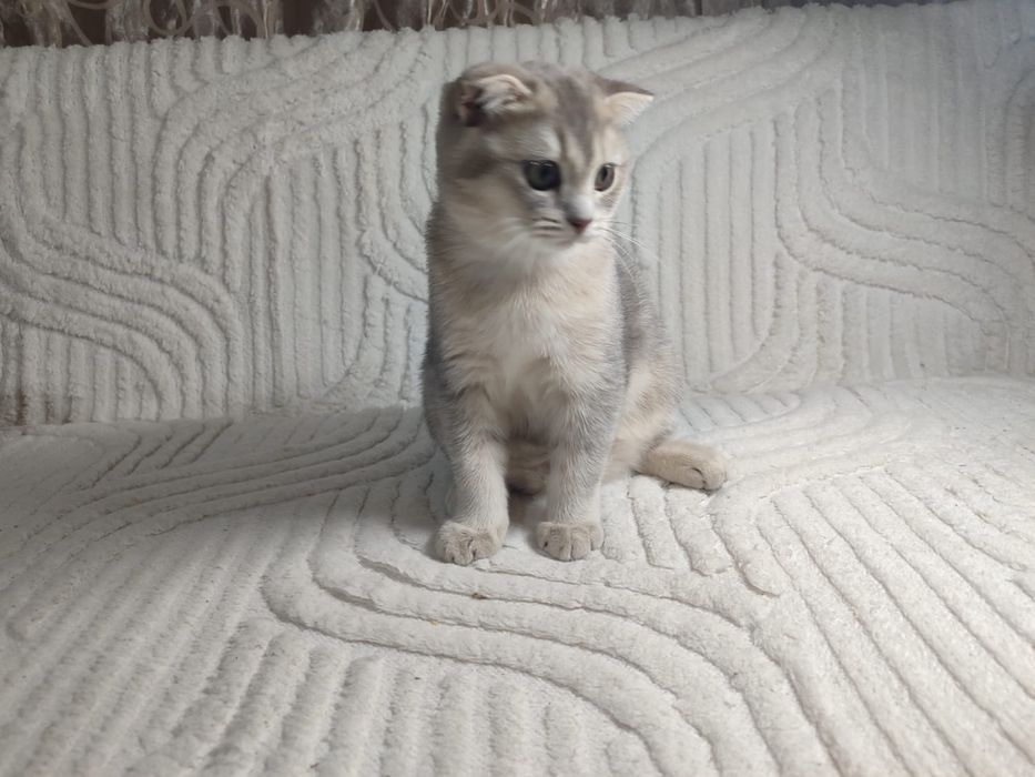Кошечка скотиш фолд