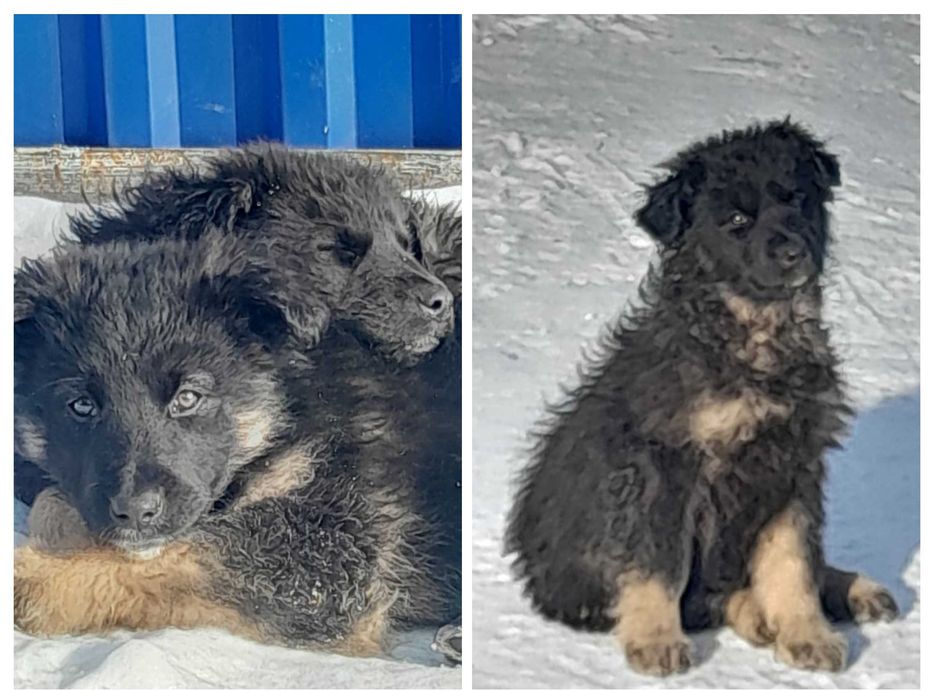 Щенки в добрые руки