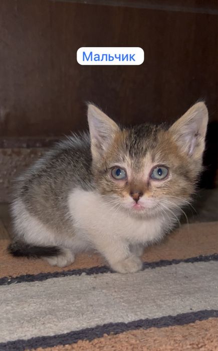 Котята 1.5 месяца