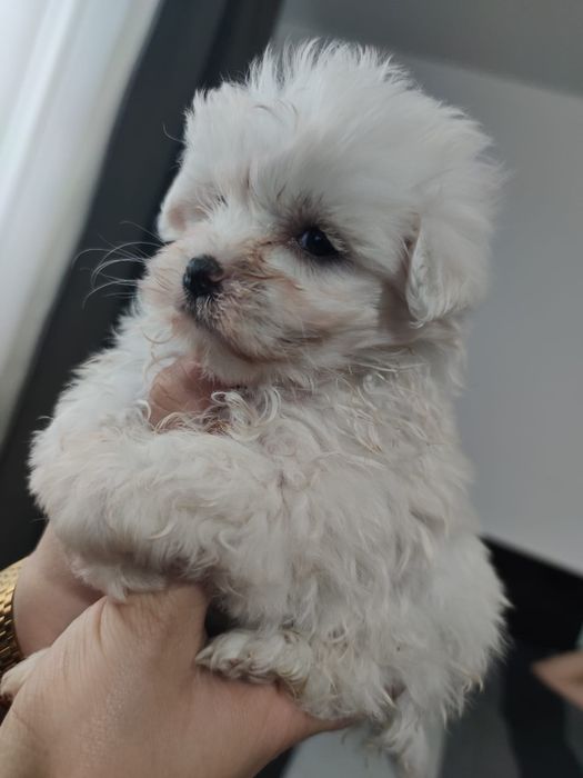 Bichon maltesse talie mica, toy