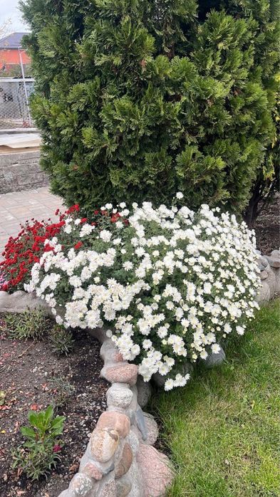 Хризантема сорт мультифлора