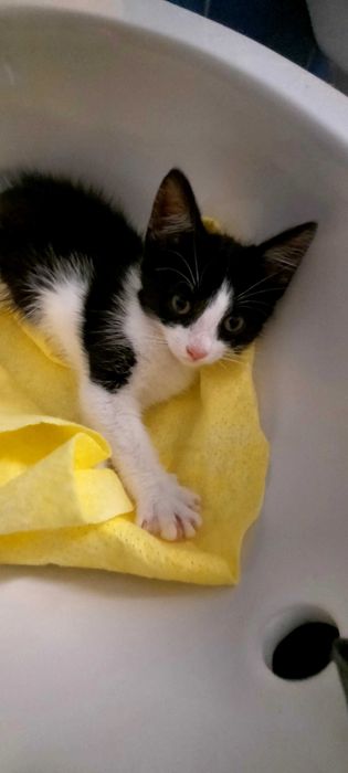 Pisoi de 2 luni in cautare de familie responsabila