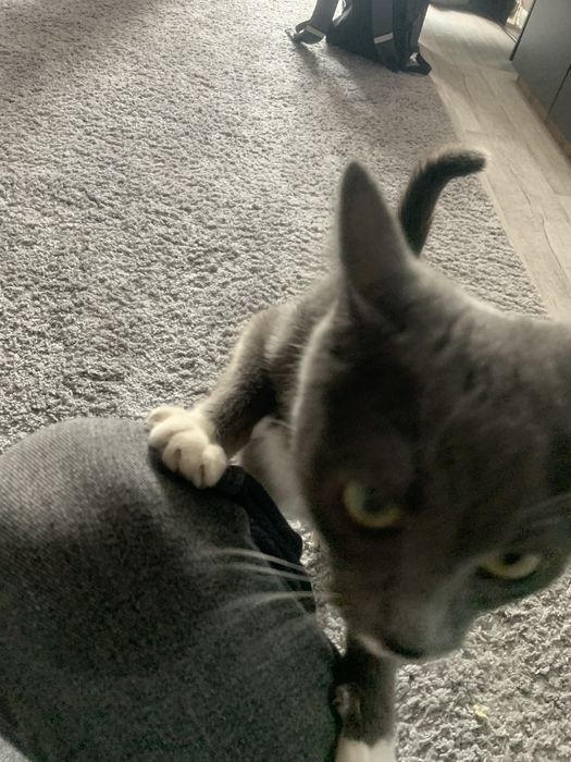 кошка Луна ищет дом