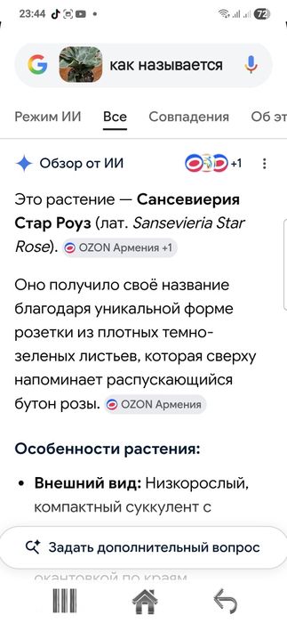 Продам снсивиерию сортов.