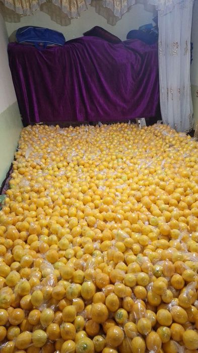 Саклама лимон сотилади