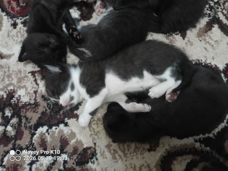 отдам даром котят