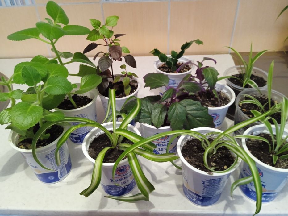 Цветы комнатные по 500 тенге