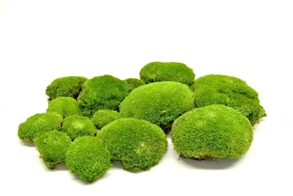 Muschi bombati calitatea 1