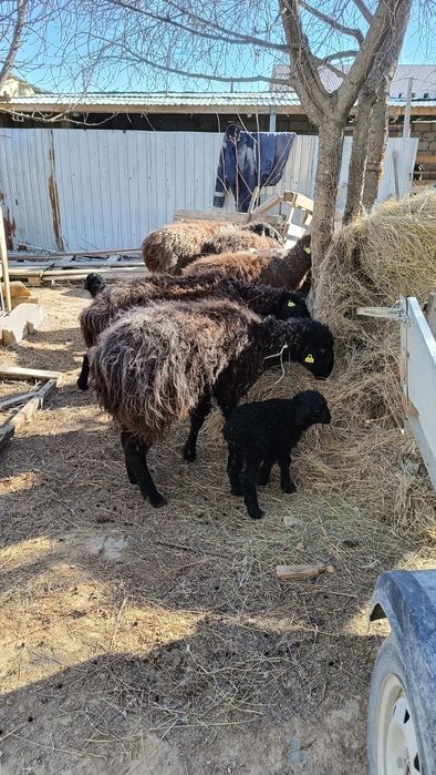 7 бас қозылы қой сатылады .