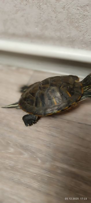 Отдам красноухую черепашку