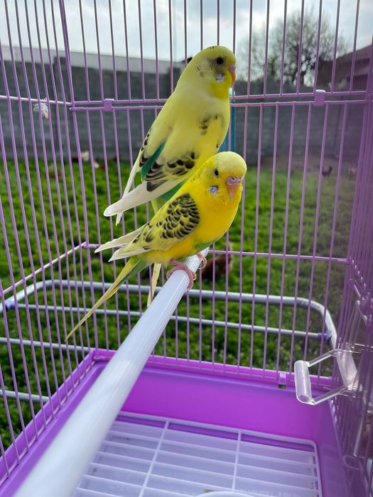 Попугай валнистый