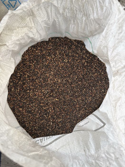 Семена Суданка в продажи