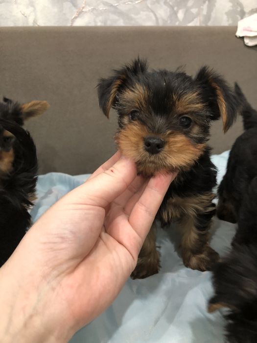 Йоркширксий терьер (мальчики )