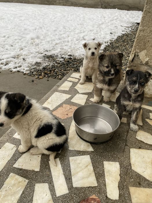 Donez cǎței talie medie