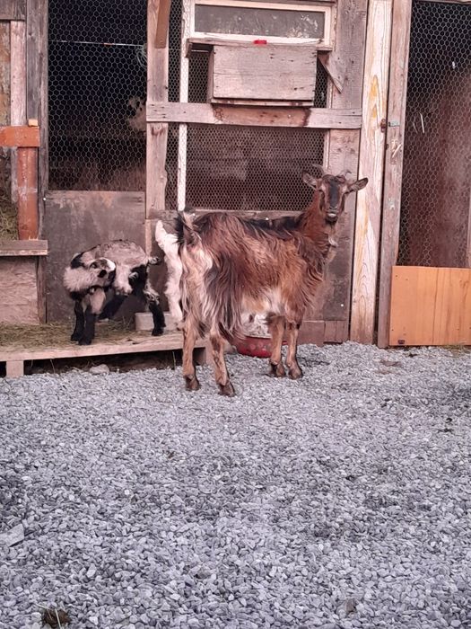 Vând 2 capre cu iezi