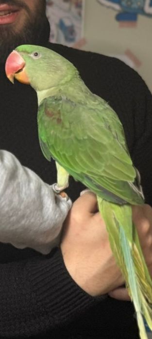 Vând marele Alexandru blânzi și pentru reproducere