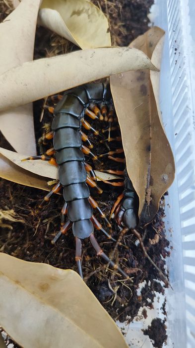 Scolopendra hainanum