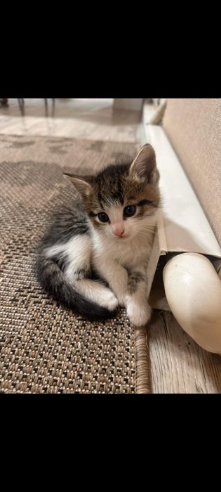 Отдам классных котят