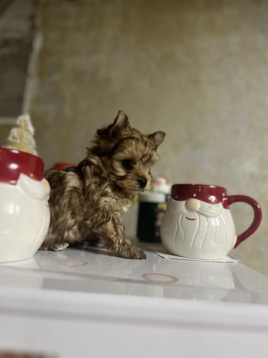 Yorkshire terrier