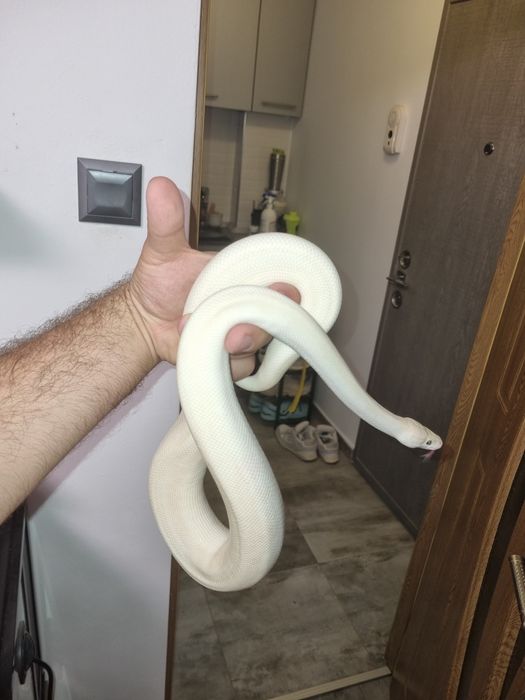 vând mascul de piton regal