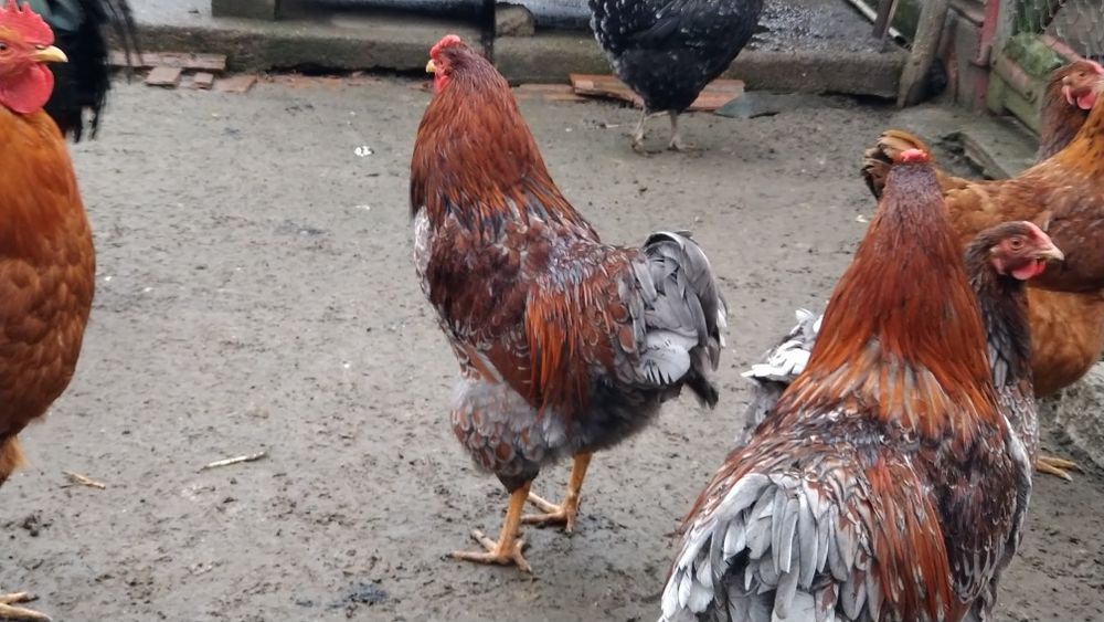 Cocos wyandott rosu albastru tineret